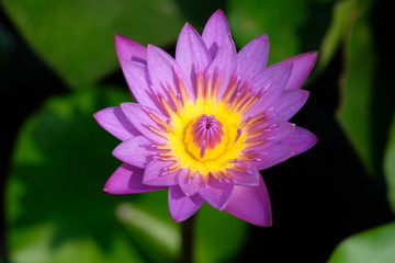 pink lotus in a pond