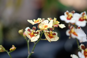white orchid flowers of a rain forest tree