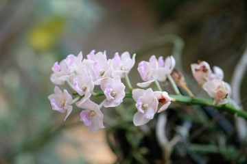 Fototapeta na wymiar white orchid flowers of a rain forest tree