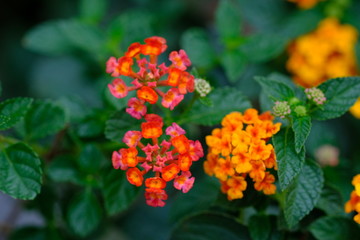 red flowers in the garden