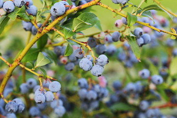 Blueberries ripening on the bush. Shrub of blueberries. Growing berries in the garden. Close-up of blueberry bush, Vaccinium corymbosum.