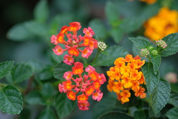 red flowers in the garden