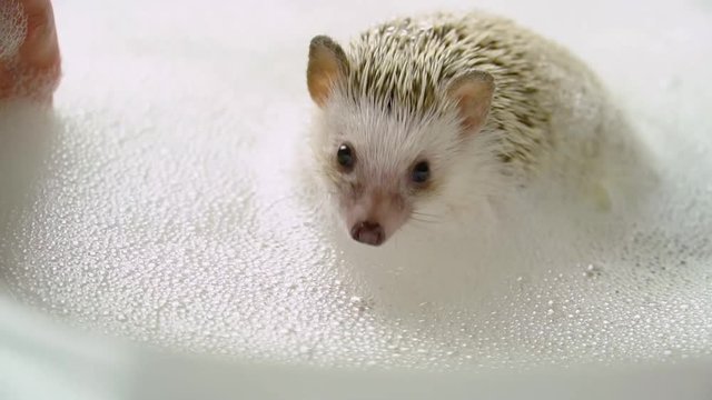 Girl bathing her hedgehog with a lot of foam