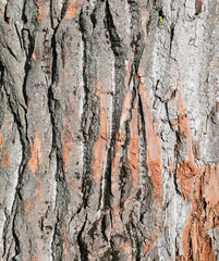 Background from poplar bark