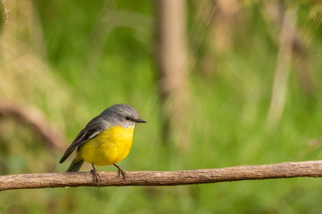 Eastern Yellow Robin (Eopsaltria australis) subspecies "australis". Linton, Victoria, Australia