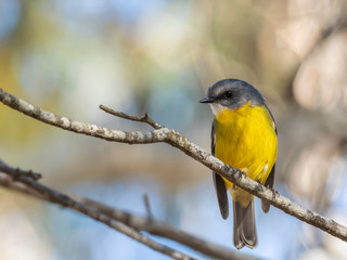 Eastern Yellow Robin (Eopsaltria australis) subspecies 
