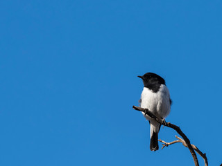 Fototapeta premium Hooded Robin (Melanodryas cucullata) race 