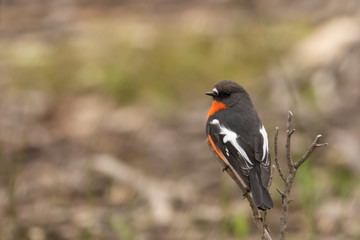 Fototapeta premium Flame Robin (Petroica phoenicea). Maldon, Victoria, Australia