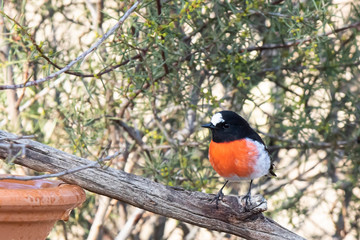 Scarlet Robin (Petroica boodang) race "boodang". Maldon, Victoria, Australia