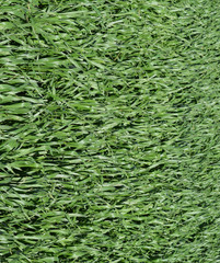 Field of young green barley