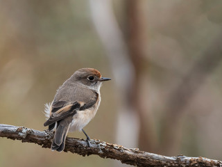 Red-capped Robin (Petroica goodenovii). Walpeup, Victoria, Australia
