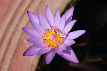 closeup of purple lotus pollen flower without green leave