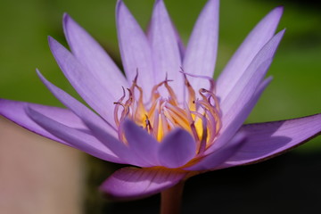 Closeup purple lotus flower