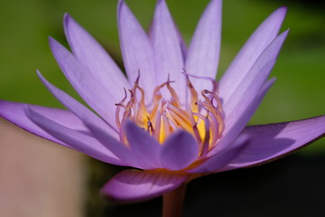 Fototapeta premium Closeup purple lotus flower