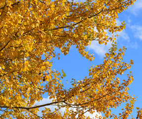 Collection of Beautiful Colorful Autumn Leaves