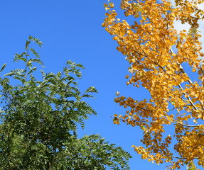 Collection of Beautiful Colorful Autumn Leaves