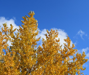 Collection of Beautiful Colorful Autumn Leaves