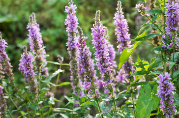Lythrum salicaria violet flowers closeup
