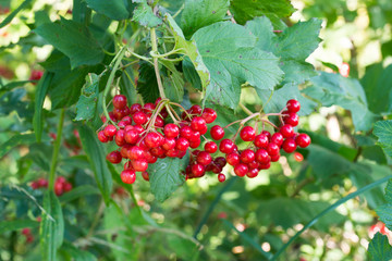 Viburnum opulus guelder-rose or guelder rose red berries