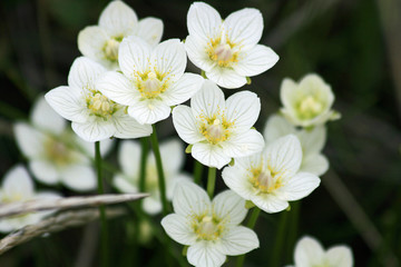 Anemone in white