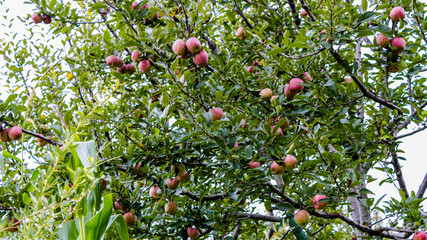 Apple tree