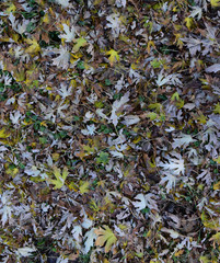 The leaves are yellow on the ground. Autumn leaf fall