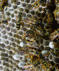 Wasp nest with wasps sitting on it. Wasps polist. The nest of a family of wasps which is taken a close-up