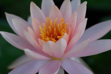 Close up Pink  Lotus Flower