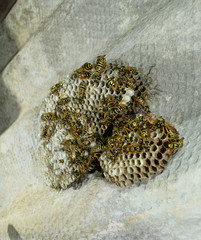 Wasp nest with wasps sitting on it. Wasps polist. The nest of a family of wasps which is taken a close-up