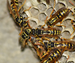 Wasp nest with wasps sitting on it. Wasps polist. The nest of a