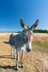 Famous donkey on Ile de Re
