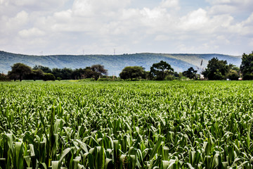 Campo de maíz