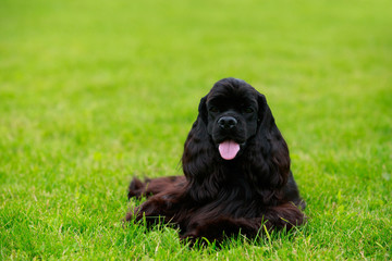 Dog breed american cocker spaniel