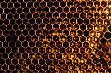 Honeycomb Texture Sweet nectar not yet extracted from the honeycomb. Background of honeycombs in...