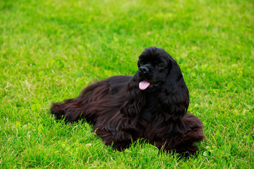 Dog breed american cocker spaniel