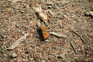 奥多摩で生息しているヒオドシチョウ