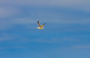 Seagulls soaring over the ocean