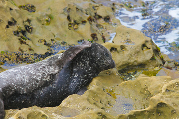 Seal Lion cratches ear at La Jolla Cove California