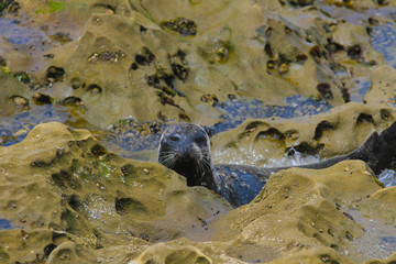 Seal Lion Wildlife at La Jolla Cove California
