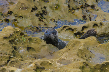 Seal Lion Wildlife at La Jolla Cove California