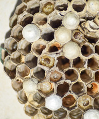 Wasp nest with wasps sitting on it. Wasps polist. The nest of a