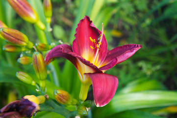 Daylily hemerocallis spider man red lily flower 
