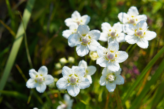 Parnassia or grass of parnassus or bog-stars white  flowers