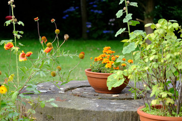 Fototapeta na wymiar Herbstliches mit Blumen im Garten