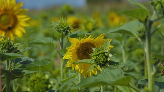 Large, cute and fluffy bumble bee collecting nectar from a yellow sun flower in a Swedish meadow surrounded by tons of other delicious sun flowers. Medium shot in slowmotion. Center frame.
