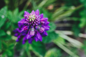 Purple Bloom 1