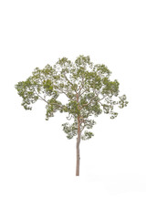 Obraz premium isolated tree on white background with clipping path