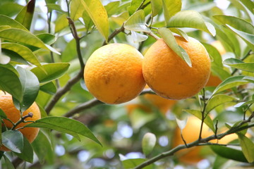 たわわに実る夏みかん