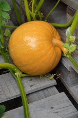 pumpkin in the garden