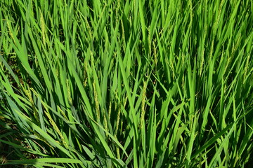 稔り始めた稲穂